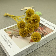 Scabiosa Pods