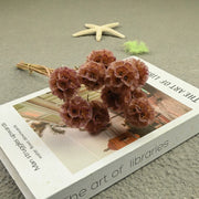 Scabiosa Pods