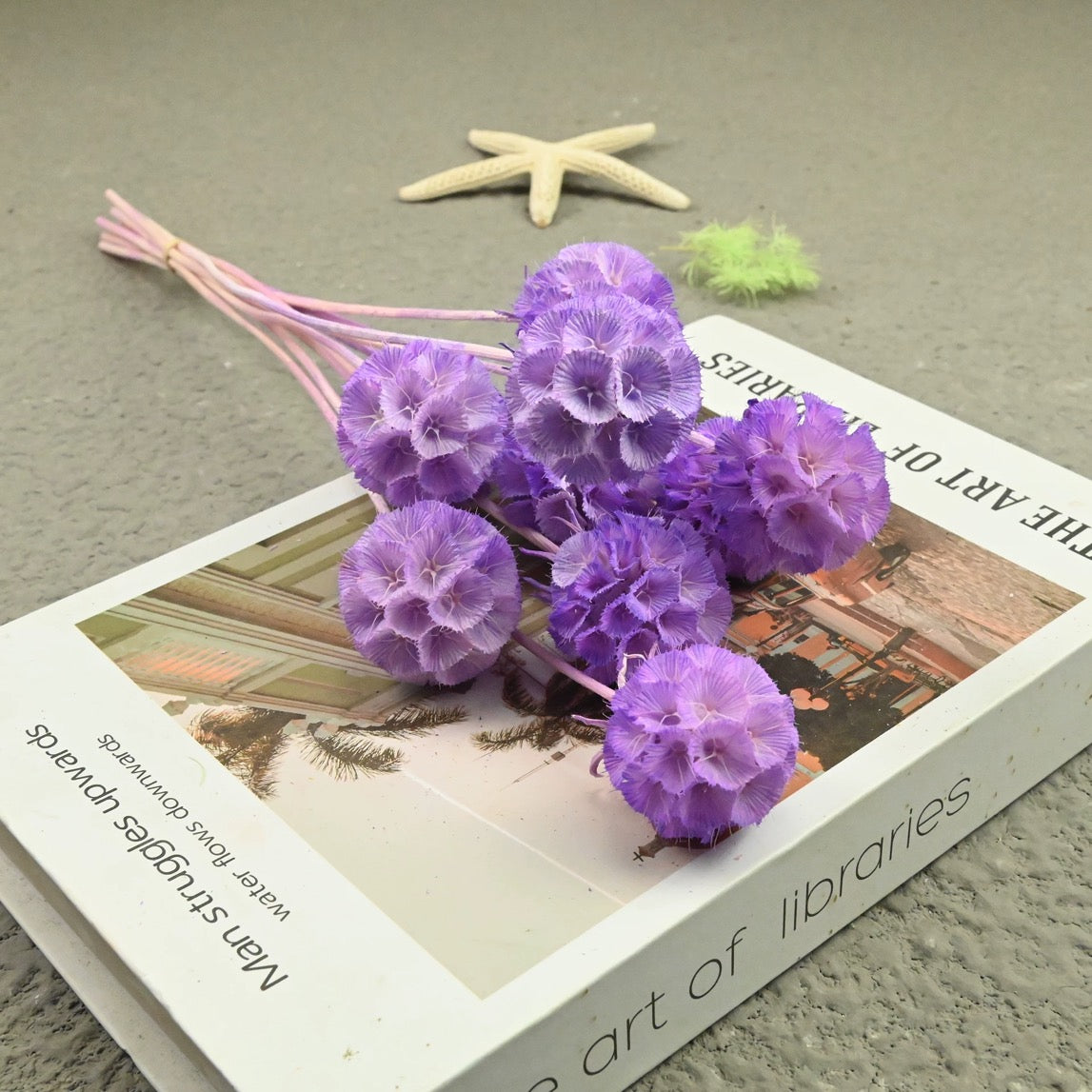 Scabiosa Pods