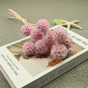 Scabiosa Pods
