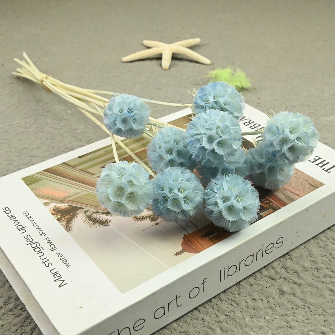 Scabiosa Pods