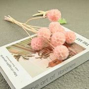 Scabiosa Pods