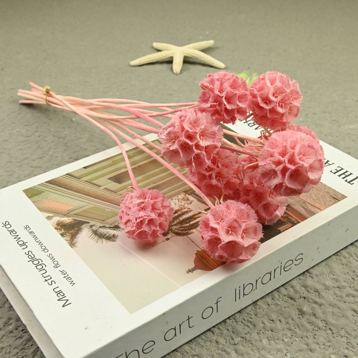 Scabiosa Pods