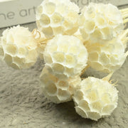 Scabiosa Pods