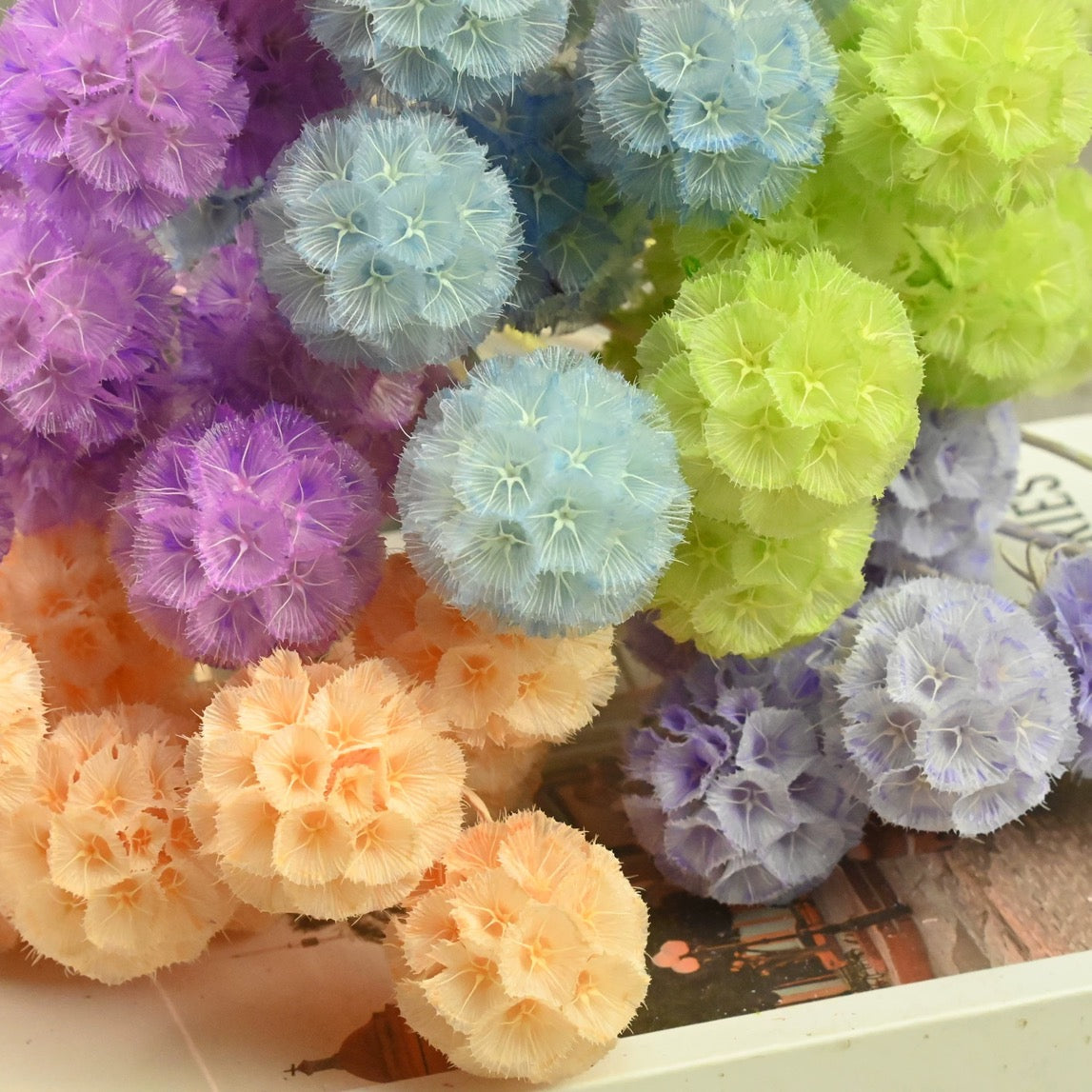 Scabiosa Pods