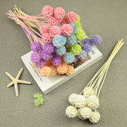 Scabiosa Pods