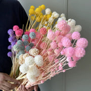 Scabiosa Pods-