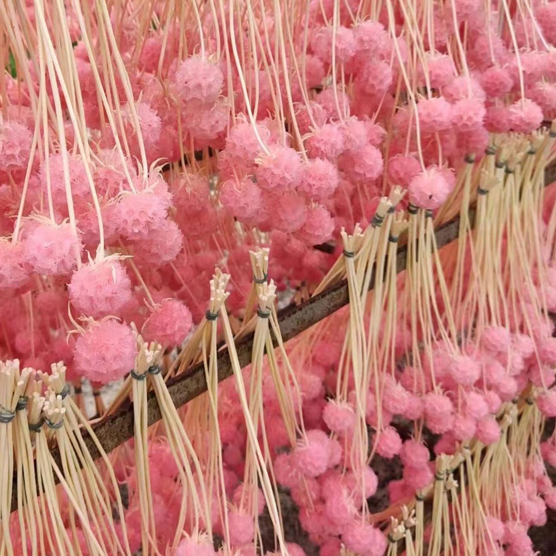 Scabiosa Pods
