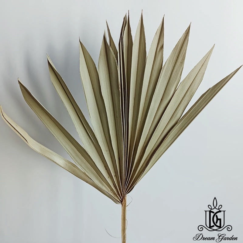 🇸🇬[SG Stock] SG Local Palm Fan Leaf Dried Palm Leaf Dried Flower Suitable For Art Wall Hanging Decoration | Wedding Arch