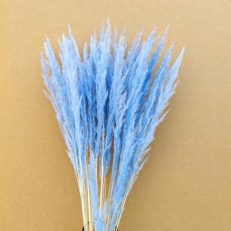 🇸🇬[SG Stock]Preserved Flowers Dried Flowers Preserved Mini Pampas Singapore Local Wholesaler Home Decoration/DIY/Wedding