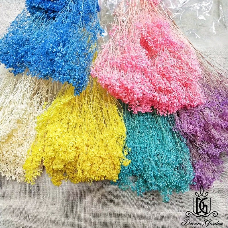 Dried Broom Bloom Flowers Preserved Flowers Babybreath | DreamGarden SG