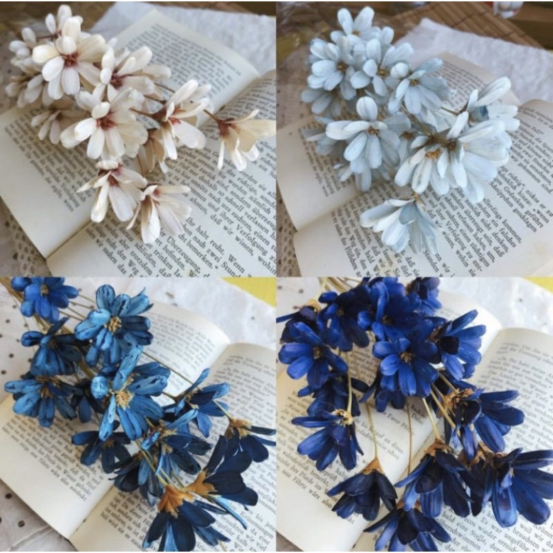 🇸🇬[SG Stock]Preserved Flowers Dried Flower Melon seed  Flowers Handmade Japanese Wood Flowers Singapore Local Wholesale