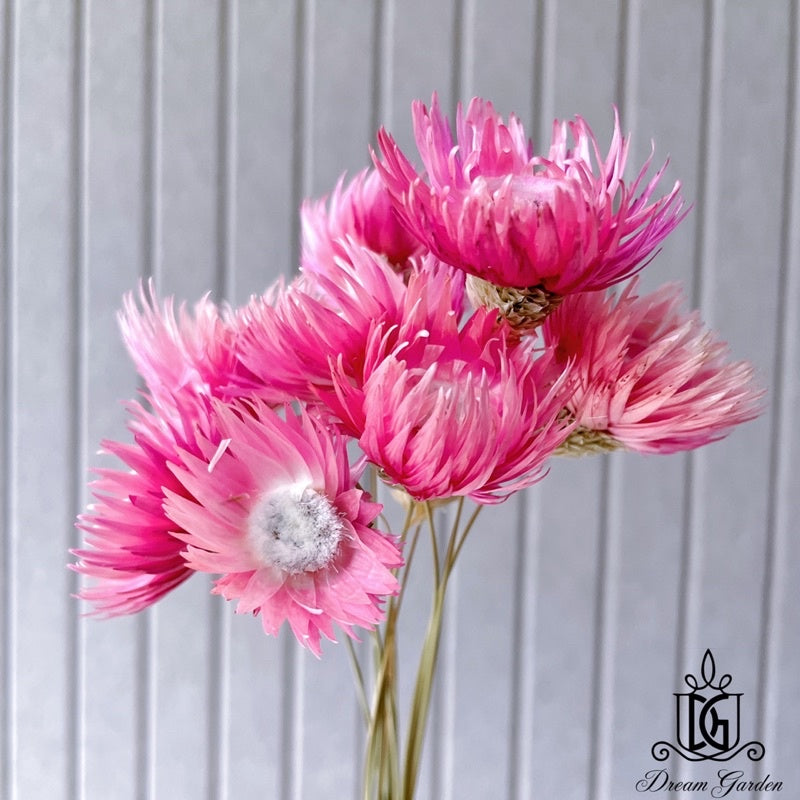 🇸🇬[SG Stock]Preserved Flowers Dried Flowers Daisy By Handmade Singapore Local Wholesalers Home Decoration/DIY/Wedding