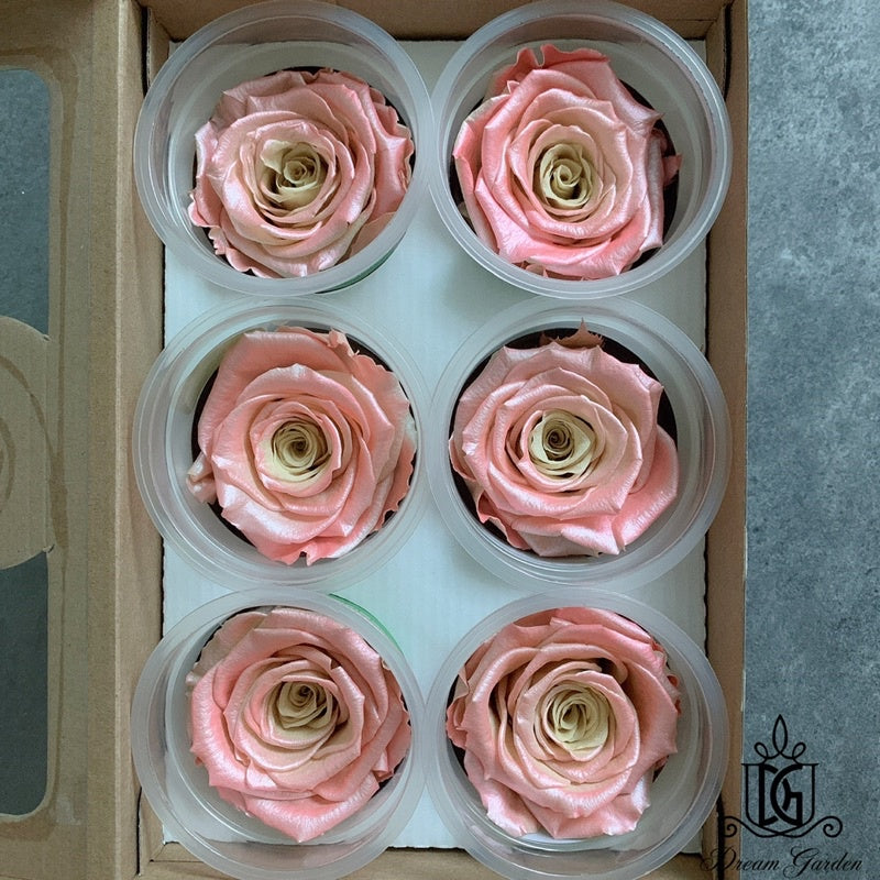 🇸🇬[SG Stock]🇸🇬SG Local Largest Wholesaler RoseAmor Pearl Color Preserved Roses Japanese Preserved Flowers Ecuador Roses
