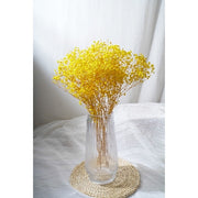 Preserved Baby Breath | DreamGarden SG