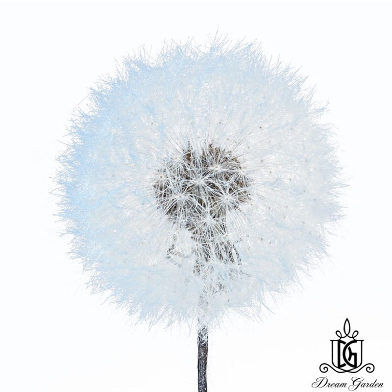 🇸🇬[SG Stock]Dream Garden Preserved Flowers Dried Flowers Preserved Dandelion Singapore Local Home Decoration/DIY/Wedding