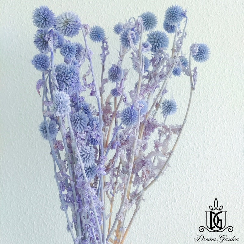🇸🇬[SG Stock]Preserved Flowers Dried Flowers Preserved Globe Thistle Singapore Local Home Decoration/DIY/Wedding