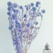 Preserved Globe Thistle | DreamGarden SG