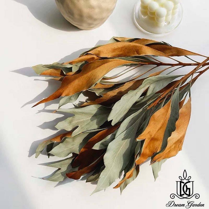 🇸🇬[SG Stock] SG Local Largest Wholesaler Dried Grevillea-Gold Back Leaves Suitable For Decoration/Wedding/DIY/Flora