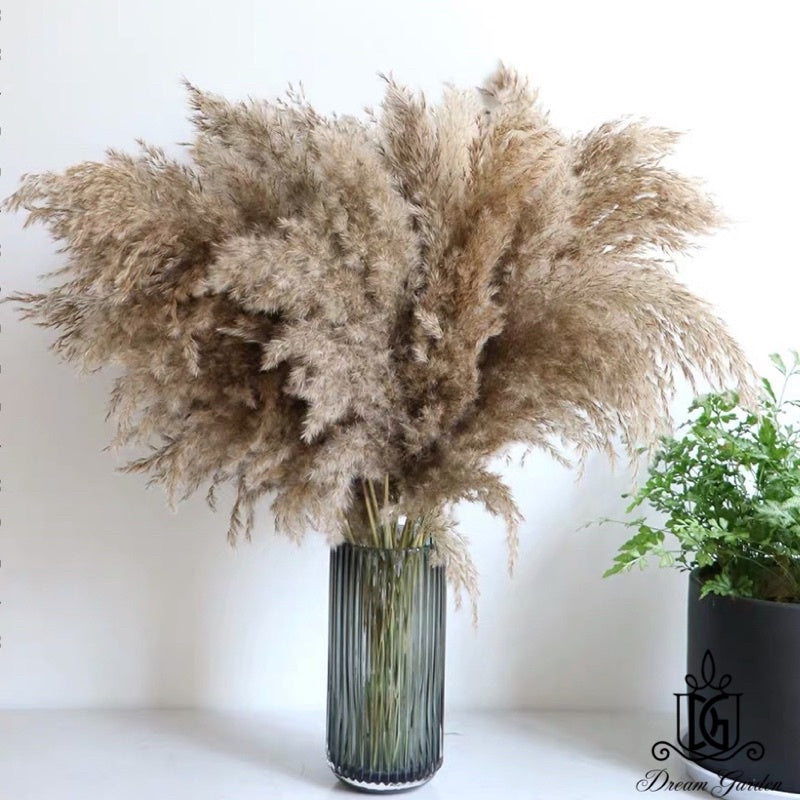 🇸🇬[SG Stock]Singapore Local Naturally Dried Fluffy Pampas Grass Home Decoration Flower Arrangement Reed Bouquet