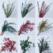 Preserved Leaves Preserved Eucalyptus | DreamGarden SG