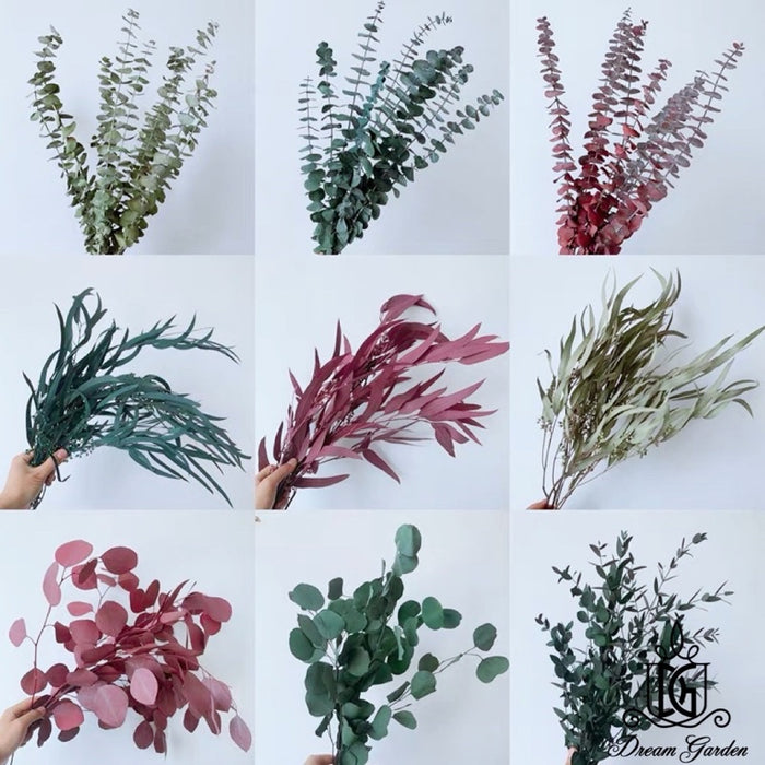 Preserved Leaves Preserved Eucalyptus | DreamGarden SG