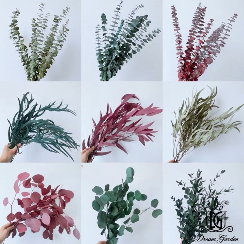 🇸🇬[SG Stock]Singapore Local Wholesaler Dream Garden Preserved Flowers Dried Flower Preserved Leaves Preserved Eucalyptus