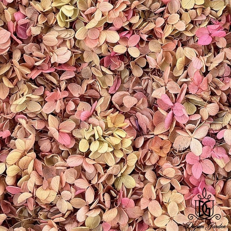 🇸🇬[SG Stock]Preserved Flowers Grade A Preserved Hydrangea Singapore Local Wholesalers Home Decoration/DIY/Wedding