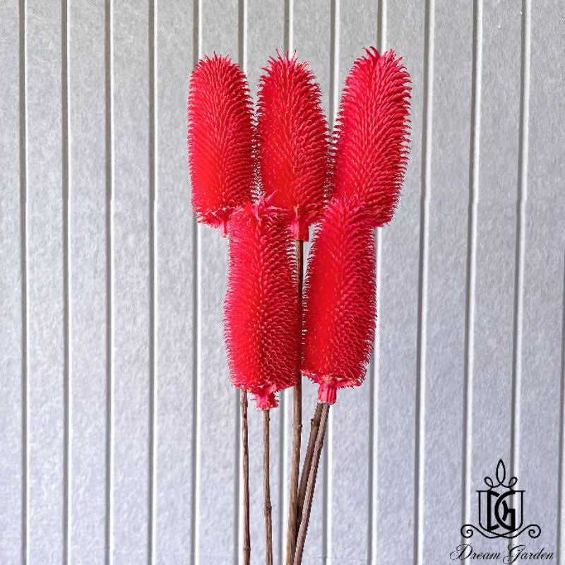 🇸🇬[SG Stock]Preserved Flowers Dried Flowers Dried Thistle Heads Singapore Local Wholesalers Home Decoration/DIY/Wedding
