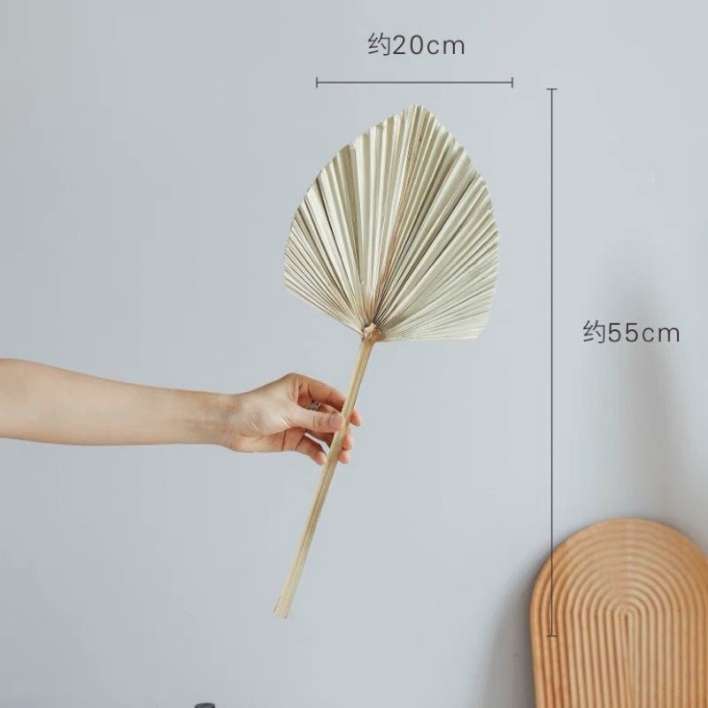 🇸🇬[SG Stock] SG Local Palm Fan Leaf Dried Palm Leaf Dried Flower Suitable For Art Wall Hanging Decoration | Wedding Arch