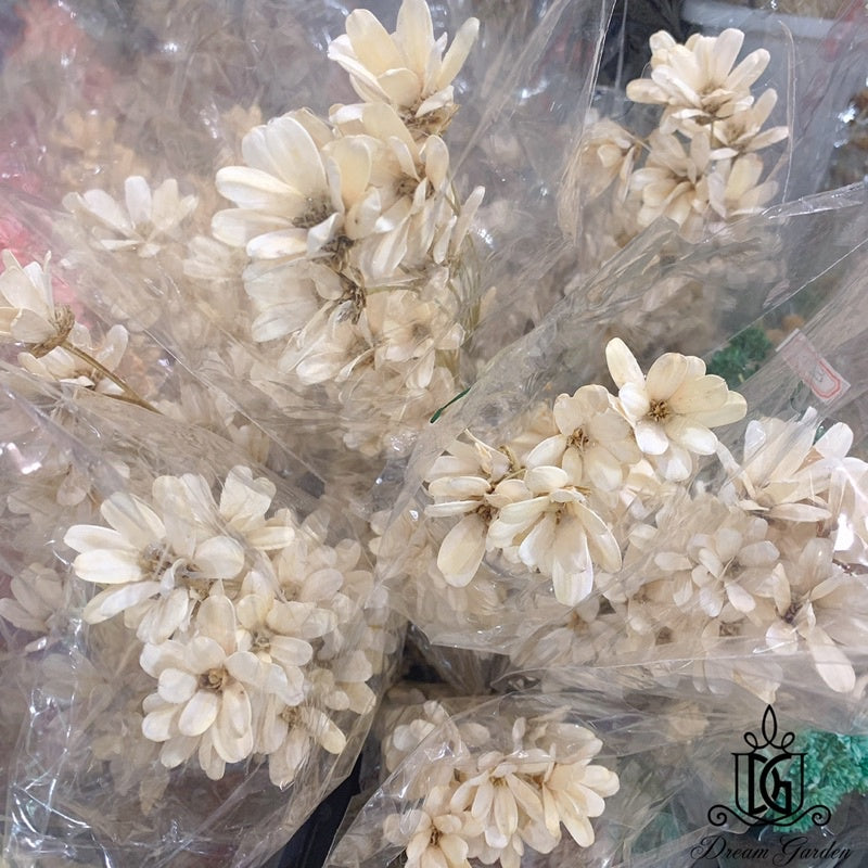 🇸🇬[SG Stock]Preserved Flowers Dried Flower Melon seed  Flowers Handmade Japanese Wood Flowers Singapore Local Wholesale