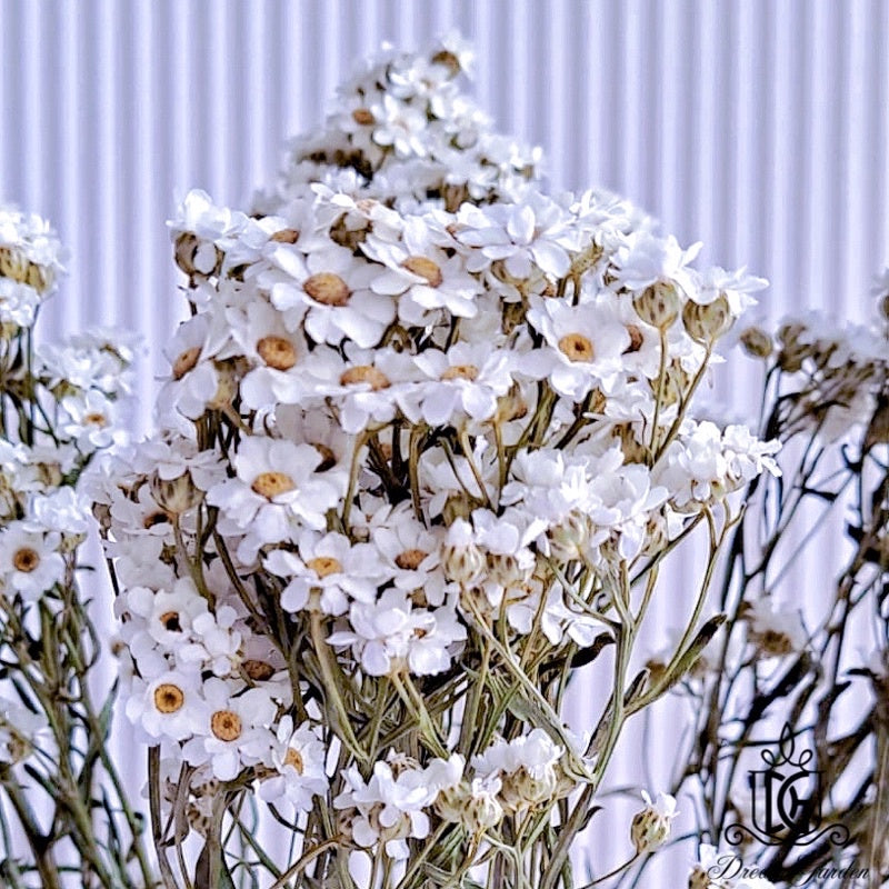 🇸🇬[SG Stock] SG Local Largest Wholesaler Italy Dried Ixodia Dried White Daisy Suitable For Decoration/Wedding/DIY/Dome