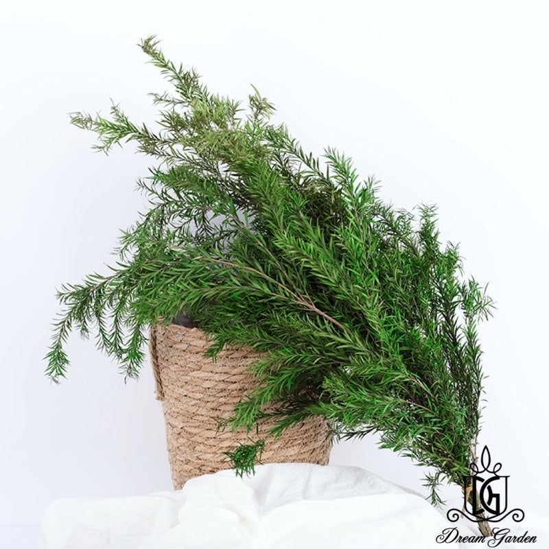 🇸🇬[SG Stock] SG Local Largest Wholesaler Preserved Melaleuca Bundle bracteata Suitable For Decoration/Wedding/DIY/Dome