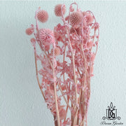 Preserved Globe Thistle | DreamGarden SG