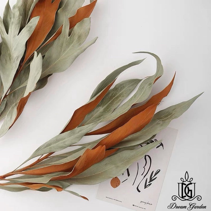 🇸🇬[SG Stock] SG Local Largest Wholesaler Dried Grevillea-Gold Back Leaves Suitable For Decoration/Wedding/DIY/Flora