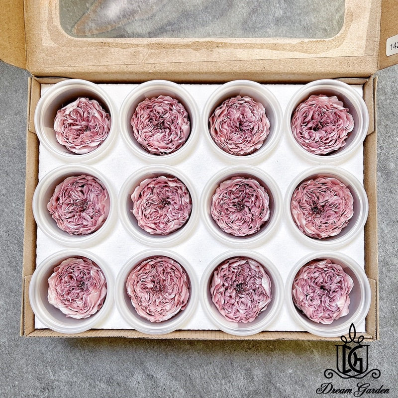 🇸🇬[SG Stock] Pearl Color RoseAmor Austin Japanese Preserved Roses Ecuador Preserved Roses Singapore Local Wholesalers