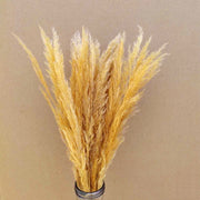 Preserved Mini Pampas | DreamGarden SG