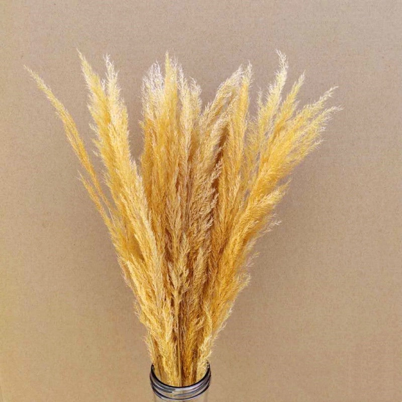 🇸🇬[SG Stock]Preserved Flowers Dried Flowers Preserved Mini Pampas Singapore Local Wholesaler Home Decoration/DIY/Wedding