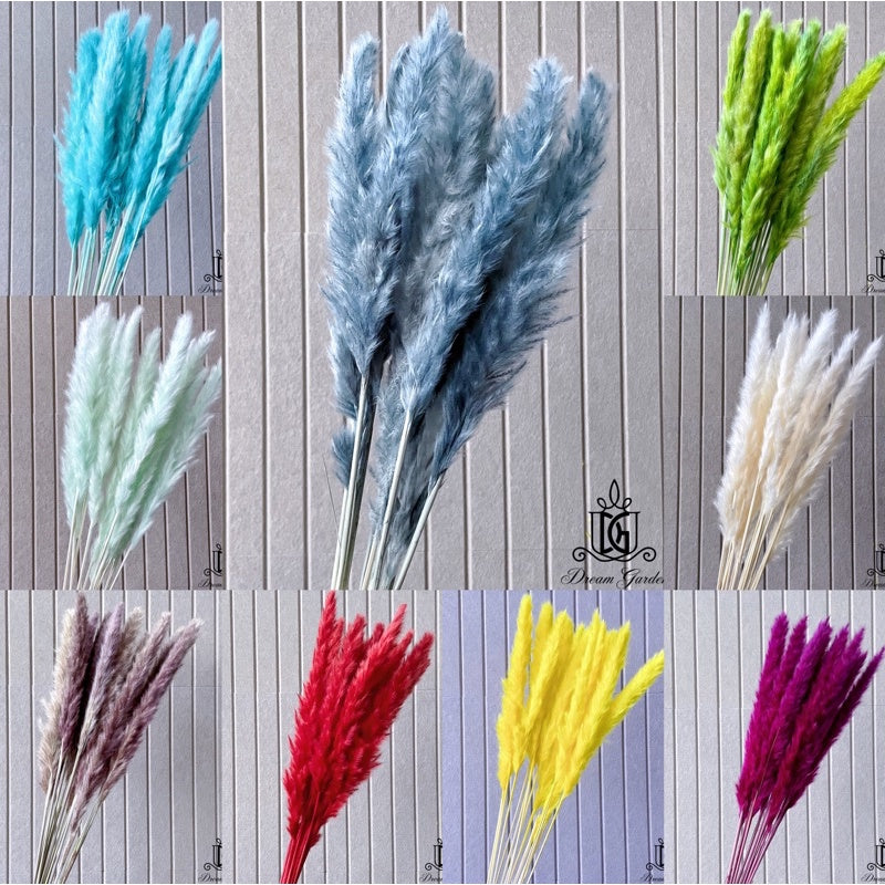 🇸🇬[SG Stock] Dried Flower Preserved  preserved flower wholesaler Dried bleach Small Pampas Grass