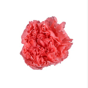 Carnation