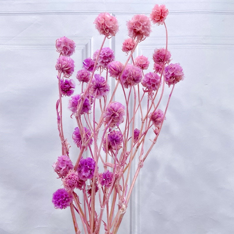 🇸🇬[SG Stock]Preserved Flowers Dried Flowers Dried Scabiosa Pods Flowers Suitable for House Decoration/Florist/Wedding