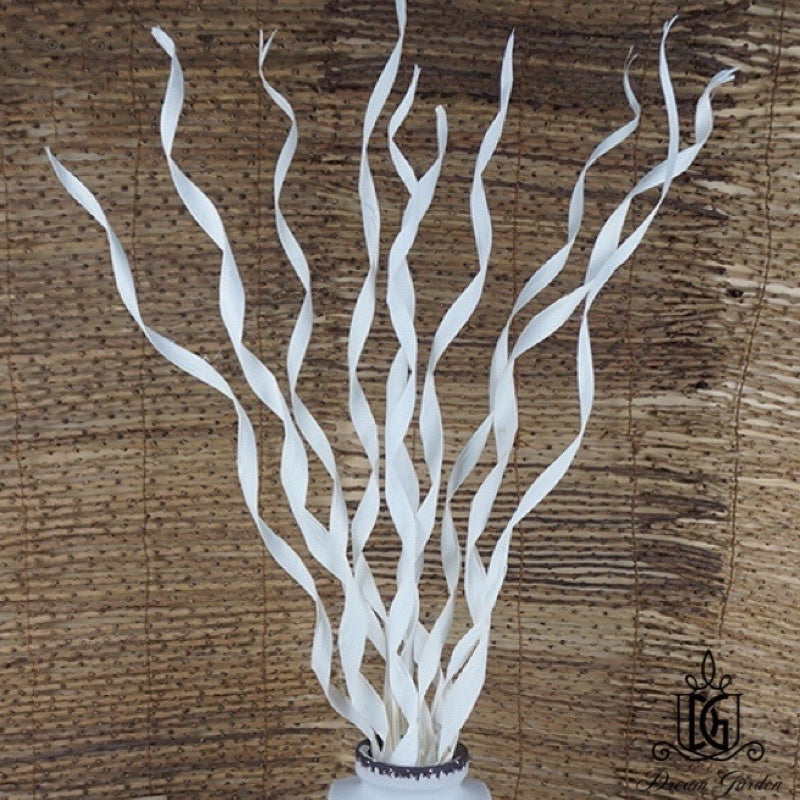 🇸🇬[SG Stock]Dream Garden Preserved Flowers Dried Flowers Dried Palm Leaf Stripes Singapore Local Wholesalers