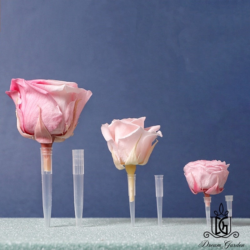 🇸🇬[SG Stock]New Arrival Preserved Flowers Stem Dried Flower Stem Floral Stalk 100gram Packing Floral Stem DIY Decor