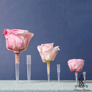 New Arrival Preserved Flowers Stem Dried Flower Stem | DreamGarden SG