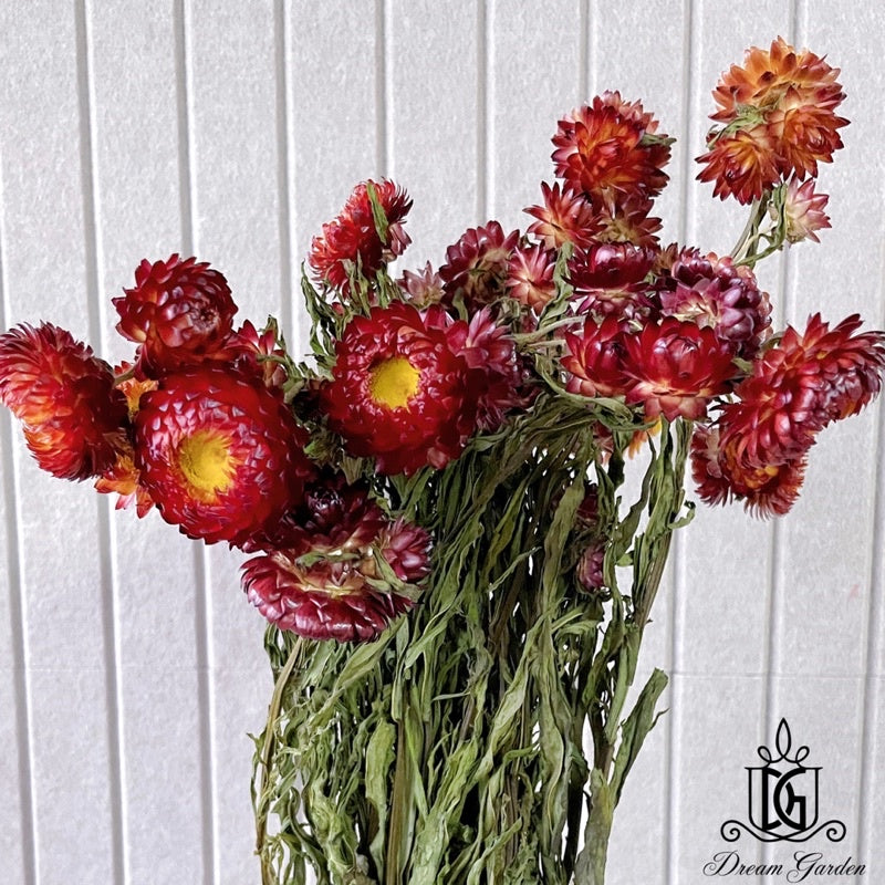 🇸🇬[SG Stock]Singapore Local Wholesaler Dream Garden Preserved Flowers Dried Flower Dried Strawflower Dried Daisy