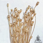 Dried Poppy Bunch Dried Flowers Dried Fruits | DreamGarden SG