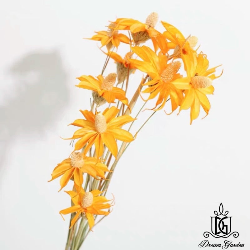 🇸🇬[SG Stock] SG Local Largest Wholesaler Handmade Daisy Chrysanthemum Dried Flowers Suitable For Decoration/Wedding/DIY
