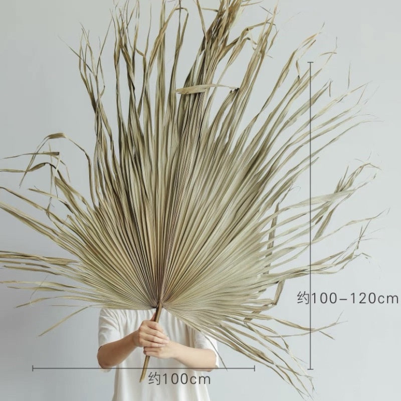 🇸🇬[SG Stock] SG Local Palm Fan Leaf Dried Palm Leaf Dried Flower Suitable For Art Wall Hanging Decoration | Wedding Arch
