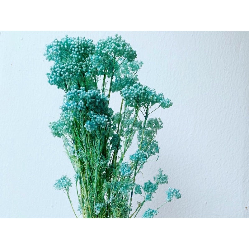 🇸🇬[SG Stock]Preserved Flowers Dried Flowers Preserved Rice Flowers Singapore Local Wholesaler Home Decoration/Wedding