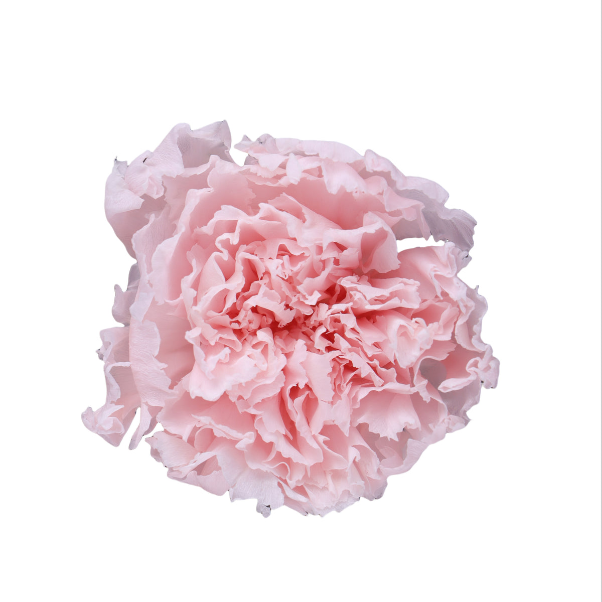 Carnation